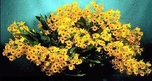 Dendrobium chrysotoxum 66S