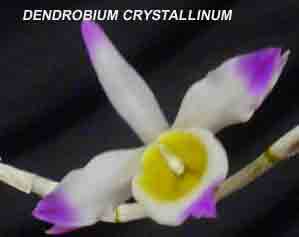 Dendrobium crystallinum 1045S (589S)