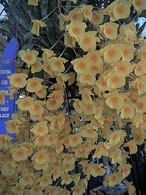 Dendrobium lindleyi