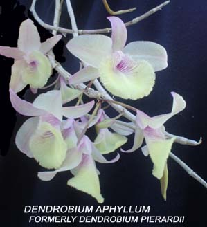 Dendrobium pierardii (aphyllum) 591