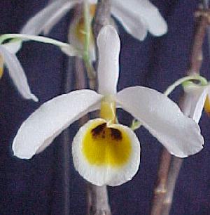 Dendrobium bensoniae  165