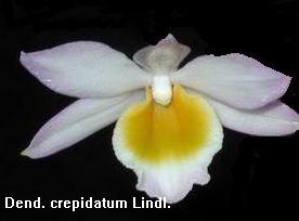Dendrobium crepidatum 283