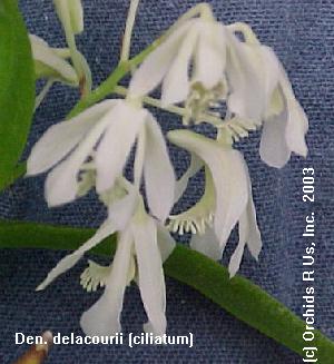 Dendrobium delacourii 254