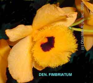 Dendrobium fimbriatum  223