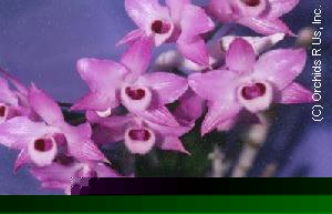 Dendrobium parishii 503S