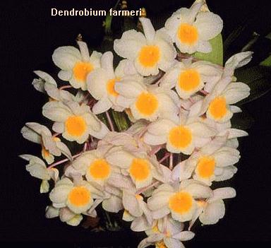Dendrobium farmeri 31