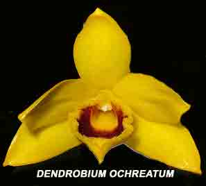 Dendrobium ochreatum   401S