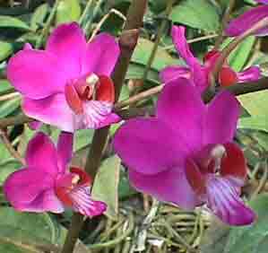 Doritis pulcherrima 159