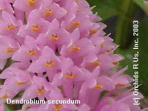 Dendrobium secundum  156S