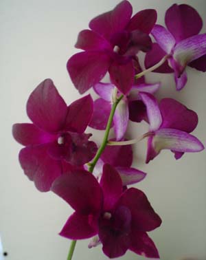 Dendrobium Susan Takahashi