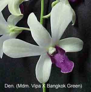 Dendrobium (Mdm. Vipa x Bangkok Green)