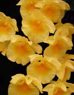 Dendrobium aggregatum var Majus