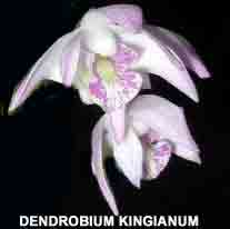 Dendrobium kingianum  138S