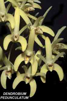 Dendrobium pedunculatum  1438S