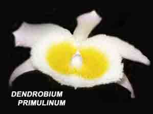 Dendrobium primulinum var. assamica  205C
