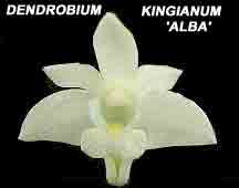 Dendrobium kingianum  'Alba