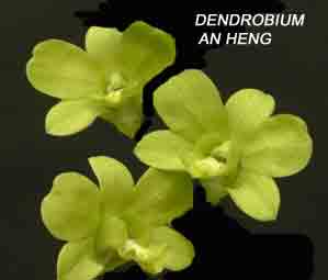 Dendrobium An Heng  1602H