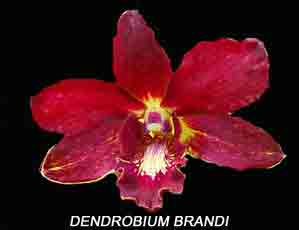 Dendrobium Brandi 1597H