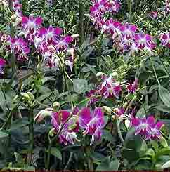 Economy Dendrobium Hybrid <br /> Blooming Size Special