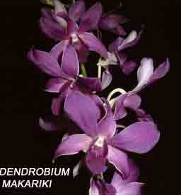 Dendrobium Makariki Blue   1598H