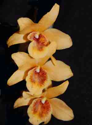 Dendrobium Sanaru Gold 1701H