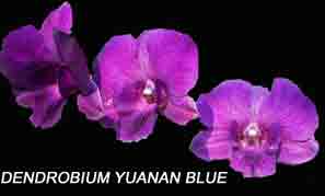 Dendrobium Yuanan Blue  1599H
