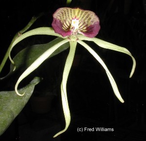 Prosthechea cochleata 384S