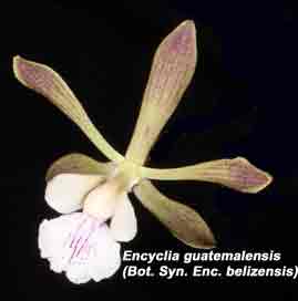 Encyclia belizensis 646S <br />  Currently known as Encyclia guatemalense.
