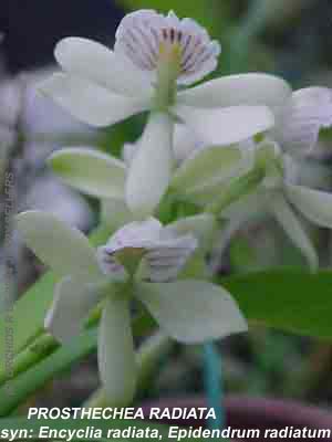 Encyclia radiata 353S