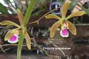 Encyclia tampensis  127