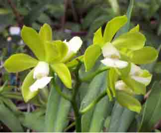 Catcyclia Joseph Riley  1587H