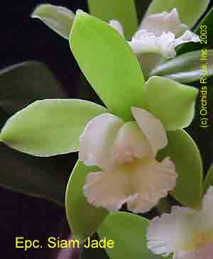 Epicattleya Siam Jade 321H