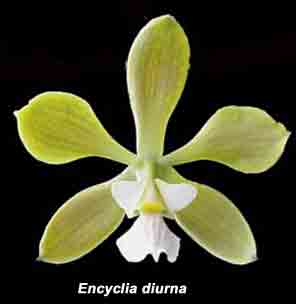 Encyclia diurna