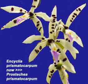Prostechea prismatocarpum (Encyclia)