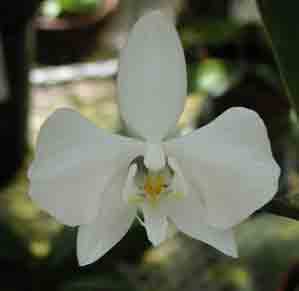Phalaenopsis rosenstromii x self  F5063