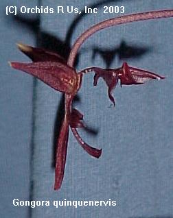 Gongora quinquinervis   1097
