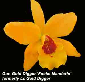 Lc. Gold Digger  254H
