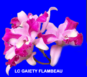 Lc Gaiety Flambeau   210H