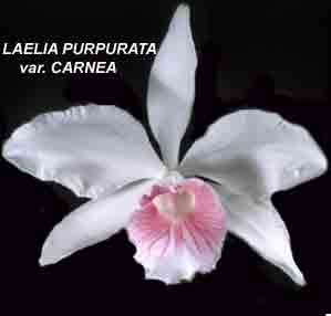 Laelia purpurata 'Carnea'   797S