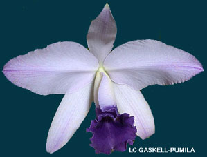 Sc Gaskell-Pumila 'Azure Star' HCC/AOS  911H
