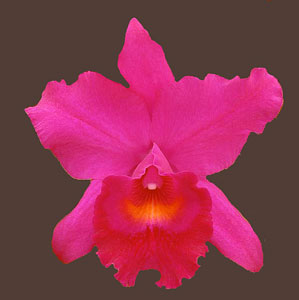 Cattleya Penang 'Black Caesar' AM/AOS   1710H