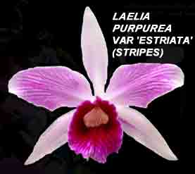 Laelia purpurata var. Estriata (stripes').