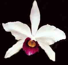 Cattleya (Laelia) purpurata 'Ruby'