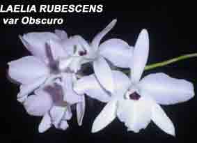 Laelia rubescens var oscuro  18S