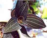 Ludisia discolor 190S