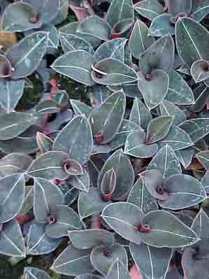 Ludisia discolor var Niger  191