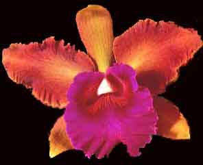 Sc S J Bracey   'Waiolani'  AM/AOS   313H