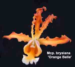 Myrmecophila brysiana <br />'Orange Belle'