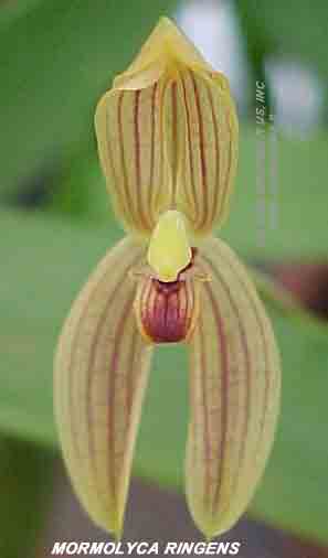 Mormolyca ringens  648S