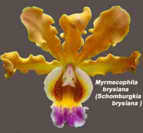 Myrmecophila brysiana  1474S